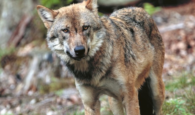 Of de wolf ook het duingebied van Castricum zal bereiken, daar zijn de meningen nog over verdeeld.