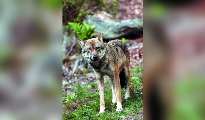 Of de wolf ook het duingebied van Castricum zal bereiken, daar zijn de meningen nog over verdeeld.