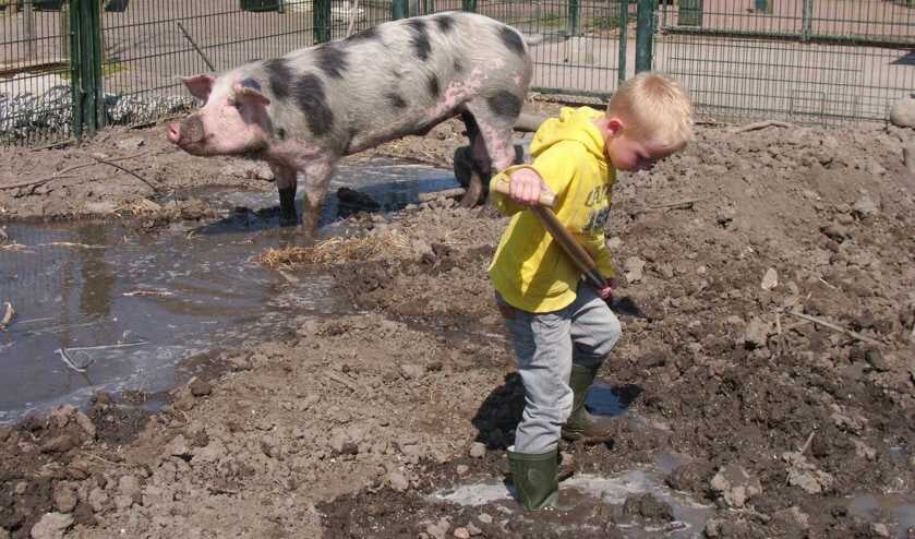 Ervaar hoe het is om als dierverzorger op de boerderij te werken.