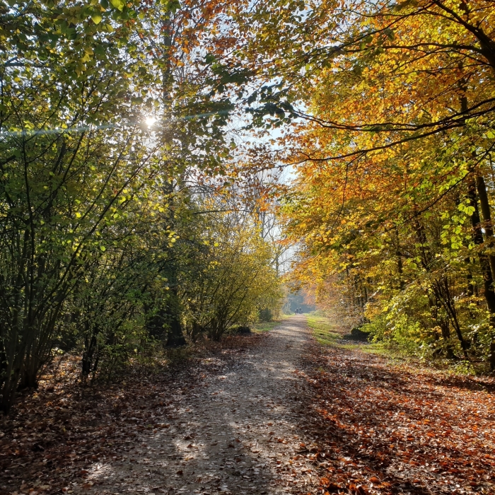 Waarderhout in herftskleuren