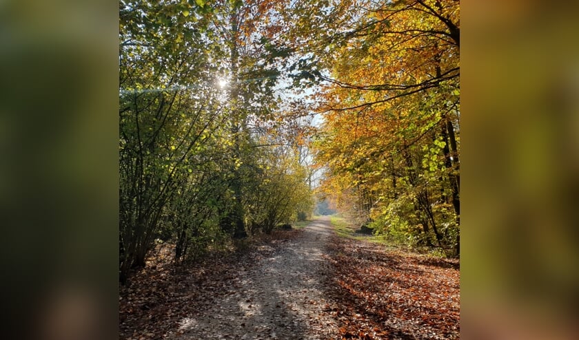 Waarderhout in herftskleuren