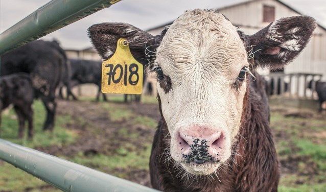 Boeren tot veertig jaar kunnen subsidie krijgen van de provincie Noord-Holland.