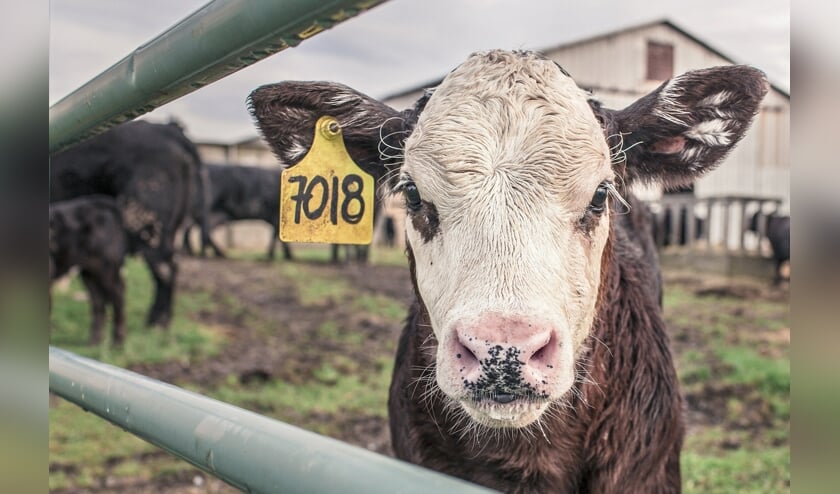 Boeren tot veertig jaar kunnen subsidie krijgen van de provincie Noord-Holland.