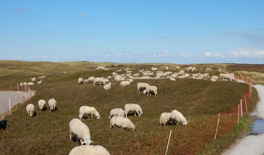 Schaapskudde weer te zien in Noordduinen.