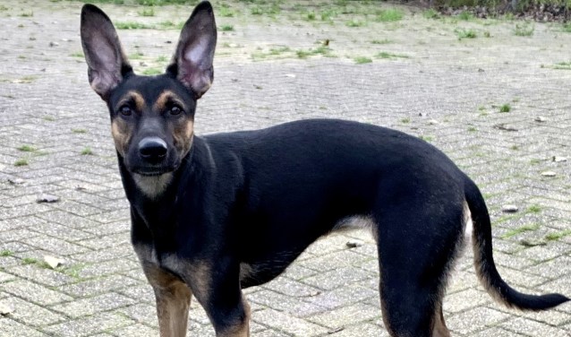 Hond Luna zoekt een plekje