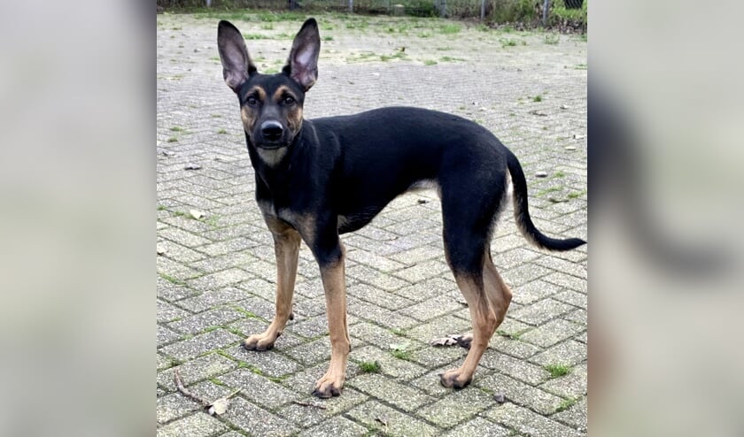 Hond Luna zoekt een plekje