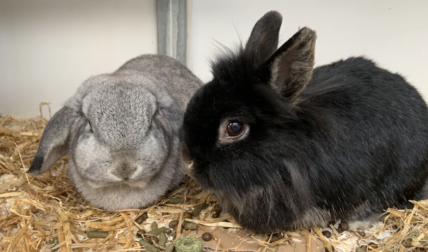 Sammie en Bo zoeken samen een gezellig baasje.