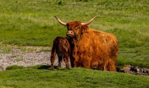 Ook de Schotse Hooglanders hebben graag rust om zich heen.