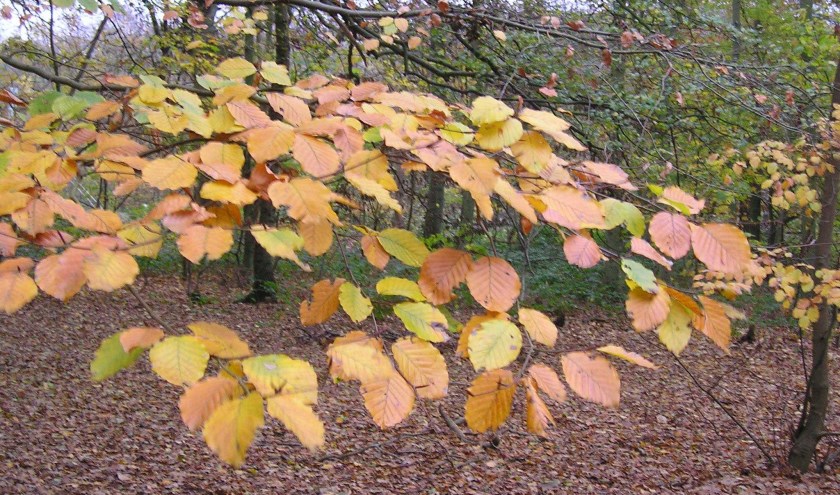Proef de herfst
