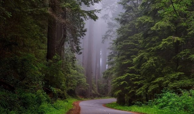Redwood National Park is Californië.