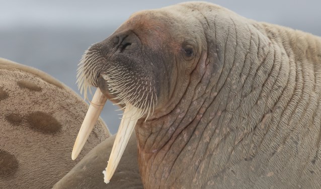 Ook de walrus liet zich door Otte fotograferen.