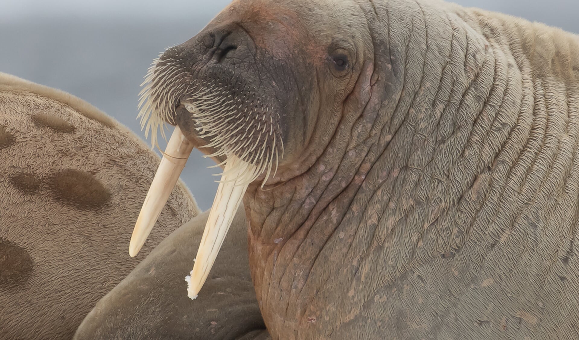 Ook de walrus liet zich door Otte fotograferen.