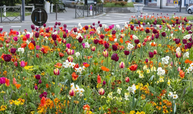 Vrolijke bloemenzee in Heerhugowaard.