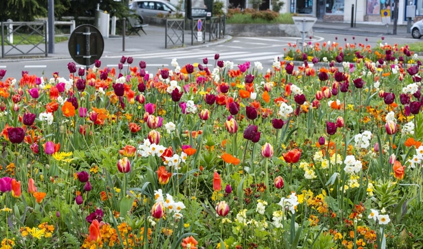 Vrolijke bloemenzee in Heerhugowaard.