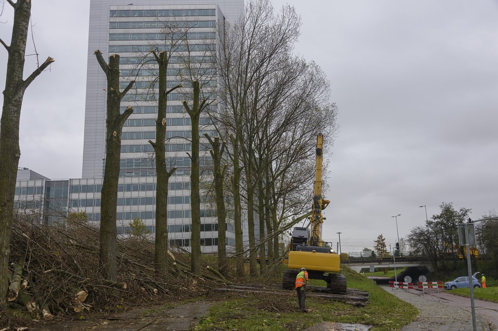 Eerst worden de takken van de stammen gehaald, daarna volgt het kappen van de stam.