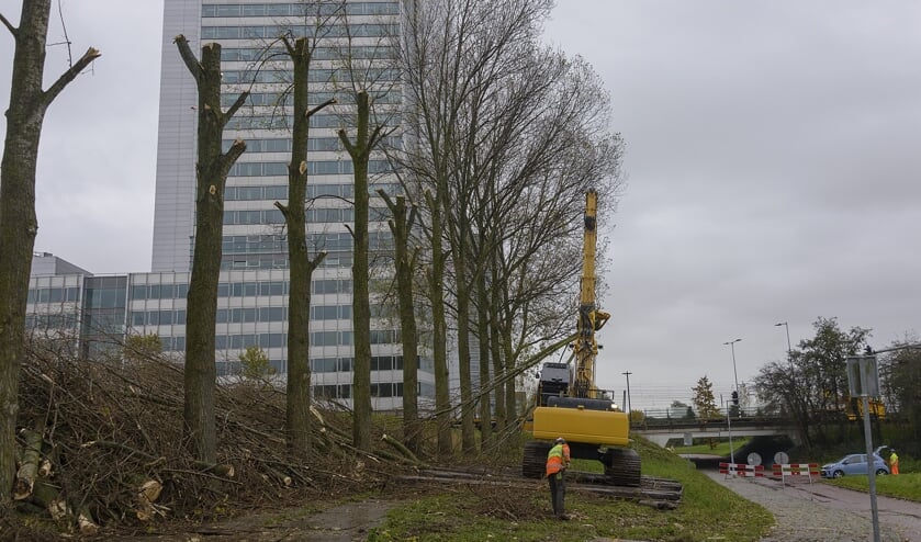 Eerst worden de takken van de stammen gehaald, daarna volgt het kappen van de stam.