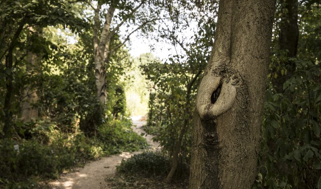 Gedichtenwedstrijd met als thema 'bomen'