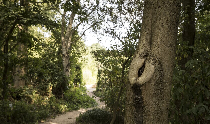 Gedichtenwedstrijd met als thema 'bomen'
