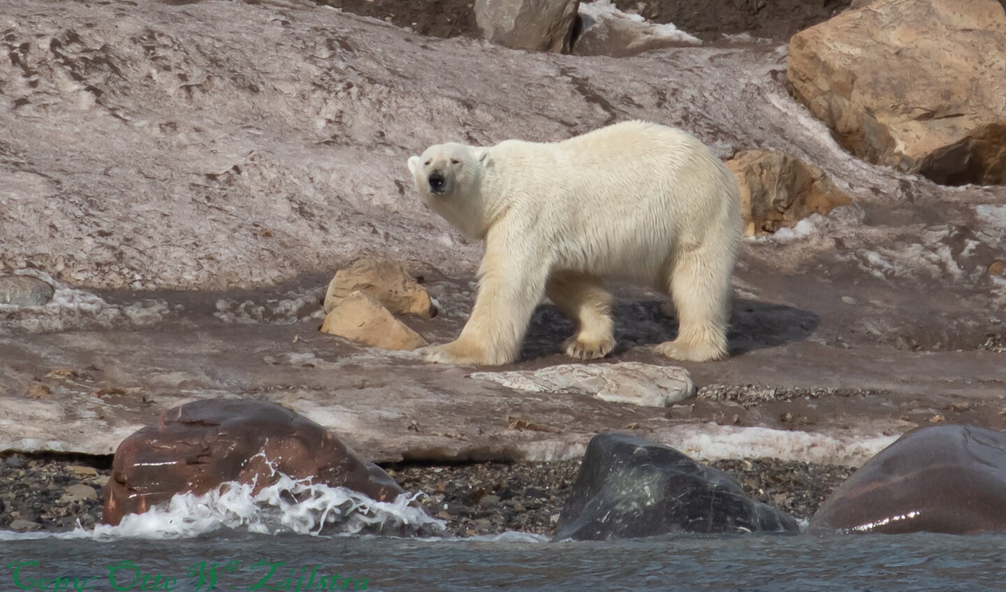 Deze ijsbeer is nieuwsgierig naar de bezoekers.