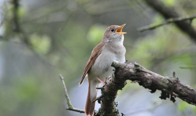Help vogels de donkere dagen door...