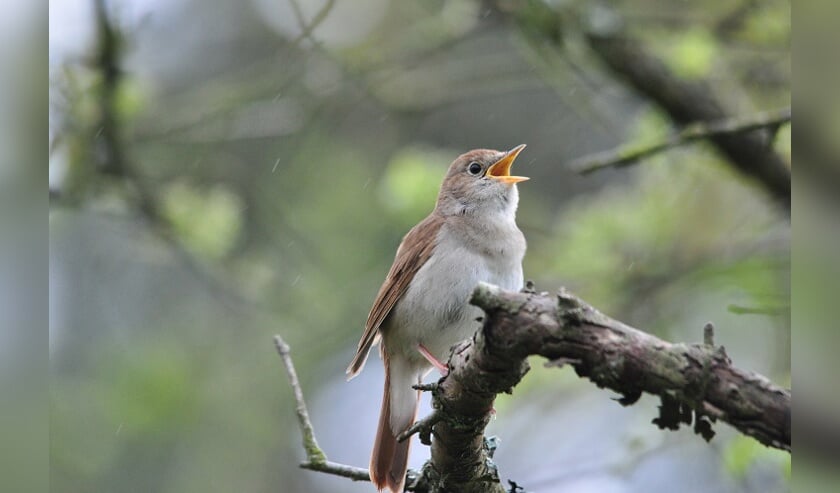 Help vogels de donkere dagen door...