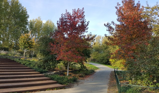 Prachtige herfstkleuren in het Haarlemmermeerse Bos.