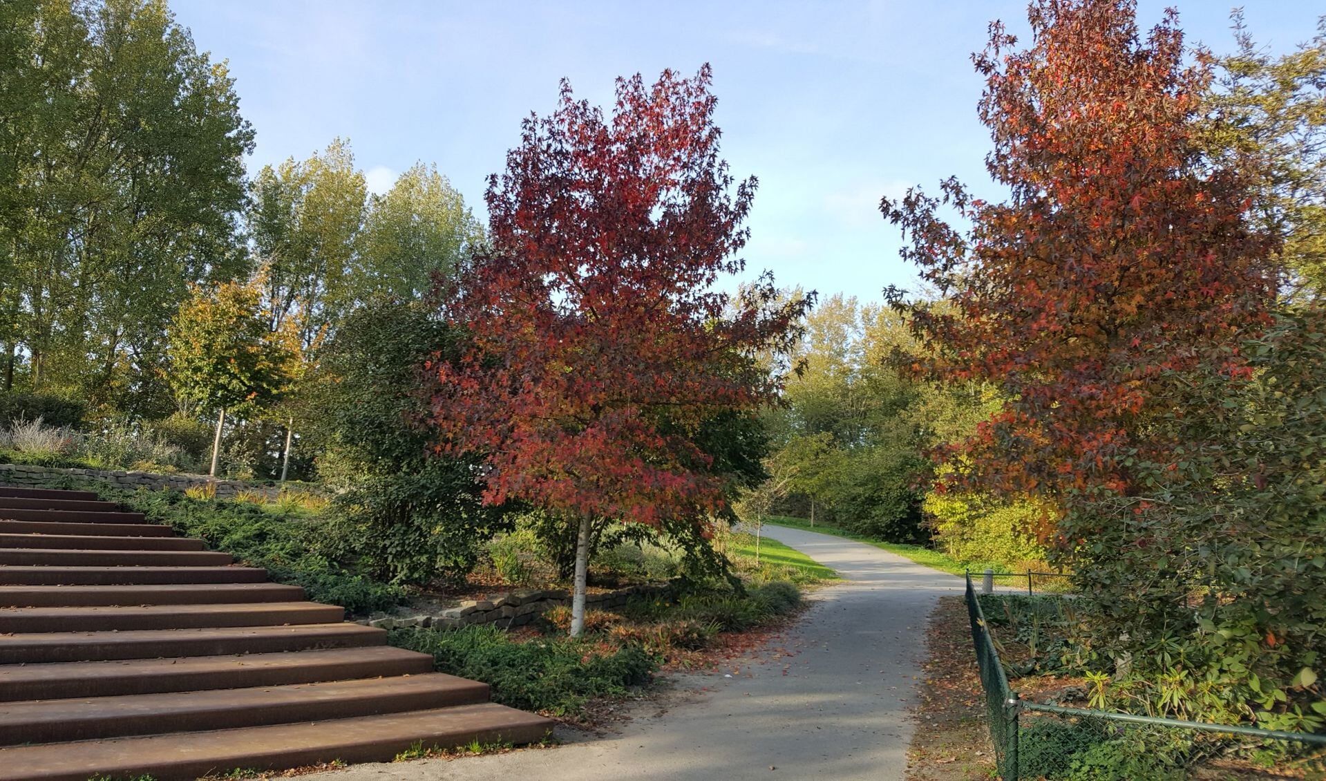 Prachtige herfstkleuren in het Haarlemmermeerse Bos. 
