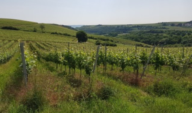 Het hele proces van wijnproductie van wijngaard via de kelder tot de fles in de winkel wordt behandeld.