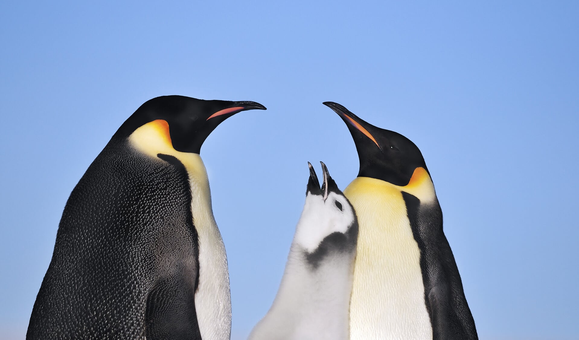 Fotograaf Jan Vermeer reist over de hele wereld en maakt ook deze foto van pinguins.