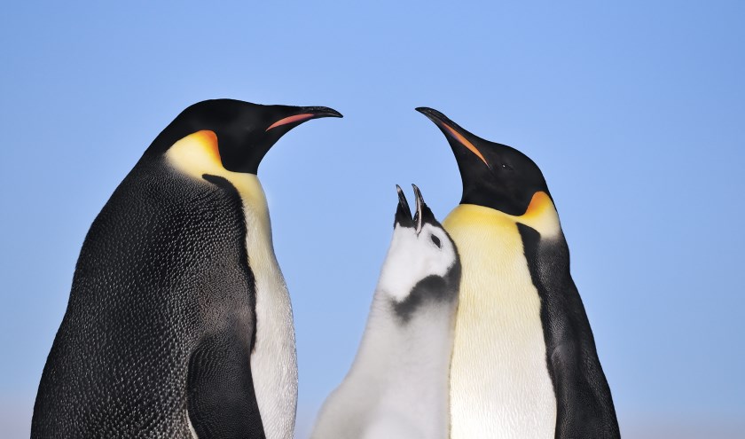 Fotograaf Jan Vermeer reist over de hele wereld en maakt ook deze foto van pinguins.