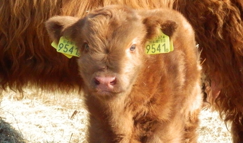 De groep gaat op bezoek bij de Schotse Hooglanders.
