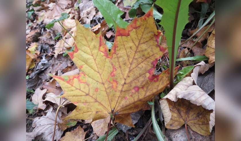 De herfst maakt langzaam plaats voor de winter.