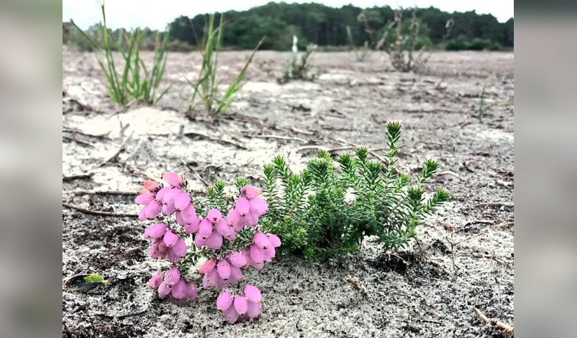 Jonge heide bij Schoorlse Duinen.