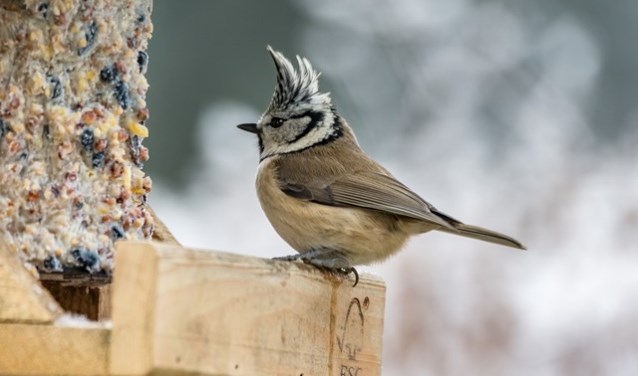Vogelcadeautjes maken bij Helderse Vallei.