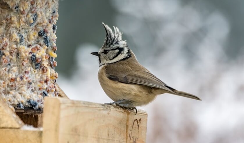 Vogelcadeautjes maken bij Helderse Vallei.