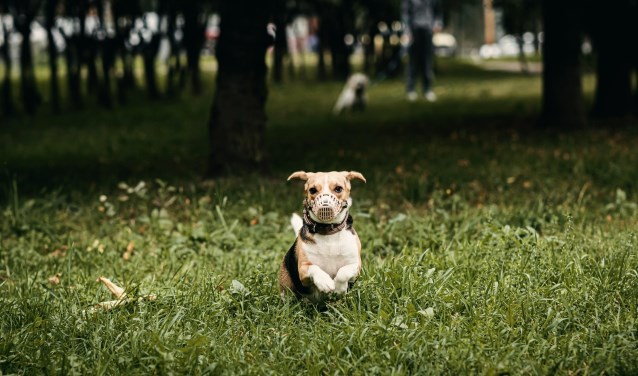 Soms moet een hond een muilkorf om.
