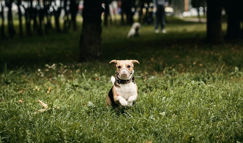 Soms moet een hond een muilkorf om.