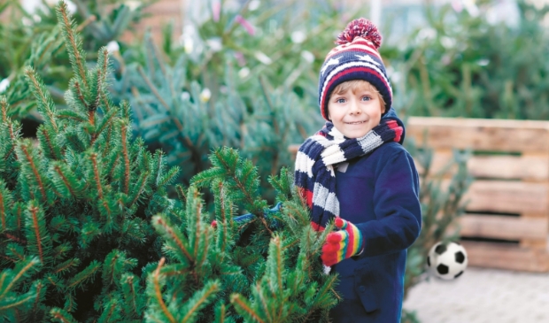 <p>Veel Haarlemmers hebben hun kerstboom al staan.</p>