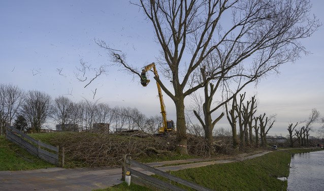 De laatste boom op de Geniedijk wordt een 'kopje kleiner' gemaakt.