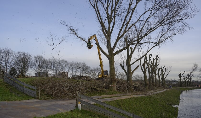De laatste boom op de Geniedijk wordt een 'kopje kleiner' gemaakt.