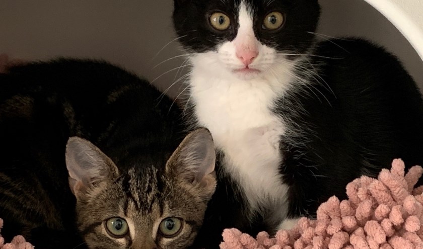 Twee van de vijf kittens inde kittenruimte.