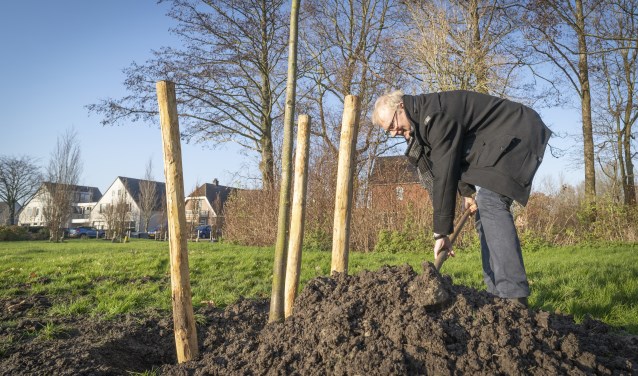 Wethouder Heddes in actie tijdens het herplanten van bomen.