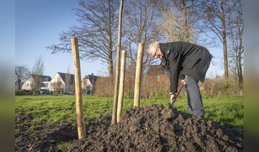 Wethouder Heddes in actie tijdens het herplanten van bomen.