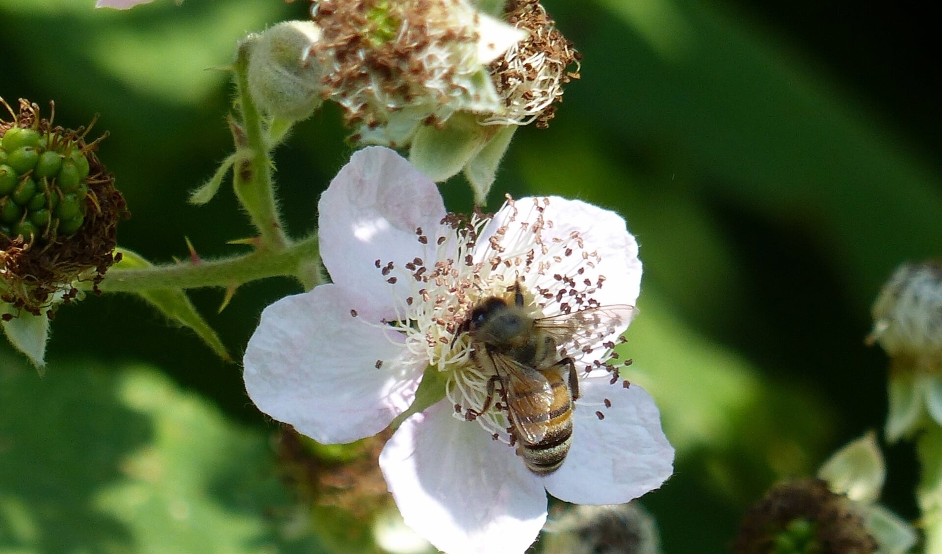 Bijen zijn heel belangrijk voor de biodiversiteit.