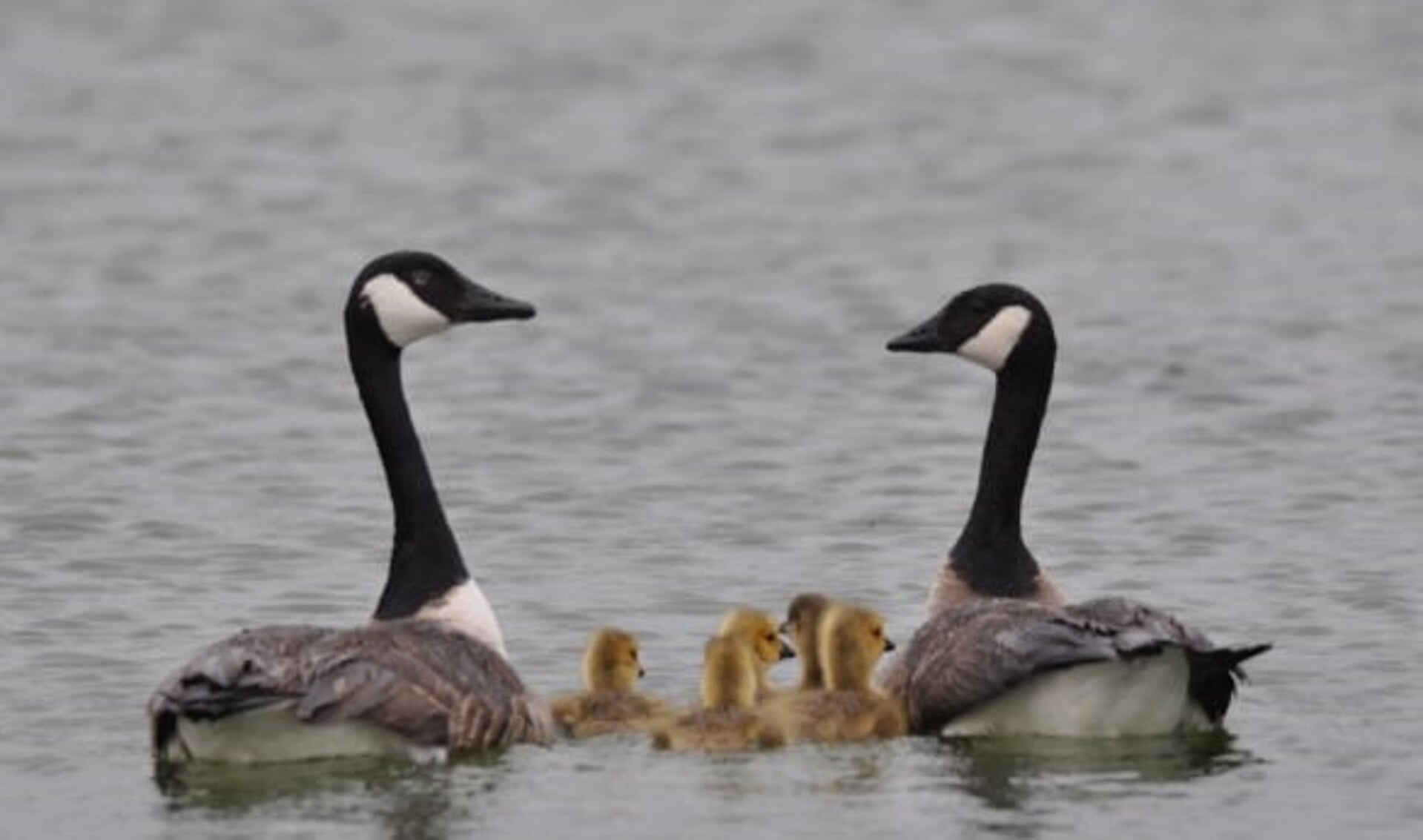 Vogels zorgen in deze periode voor nageslacht.