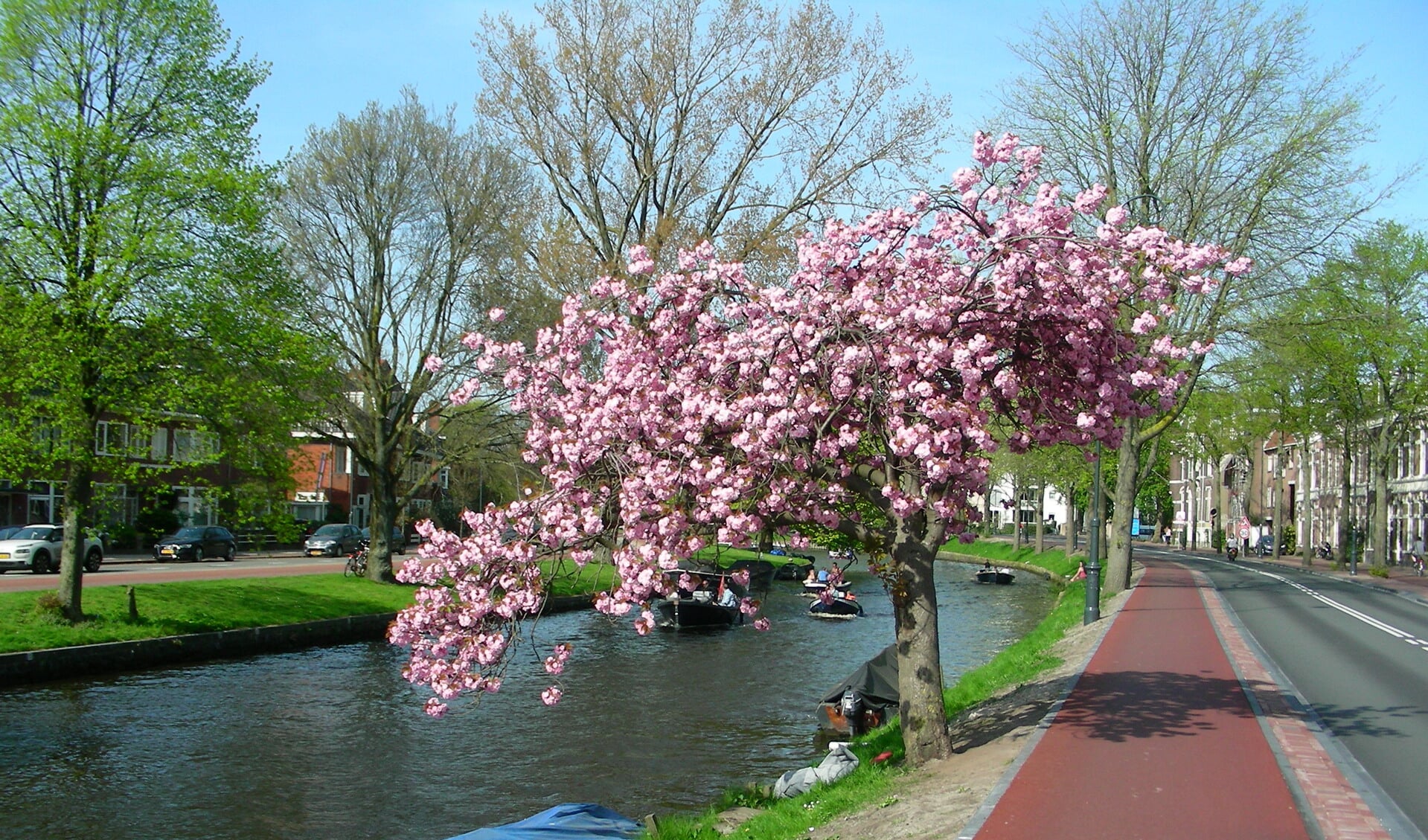 Een van de bekendste bomen in Haarlem. Prachtig in bloei.