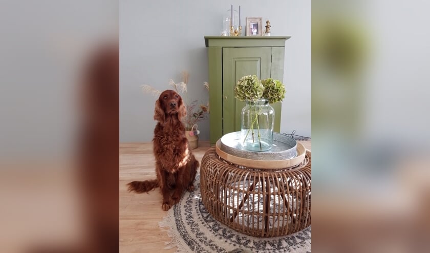 De Ierse Setter Benthe is onderdeel van de familie.
