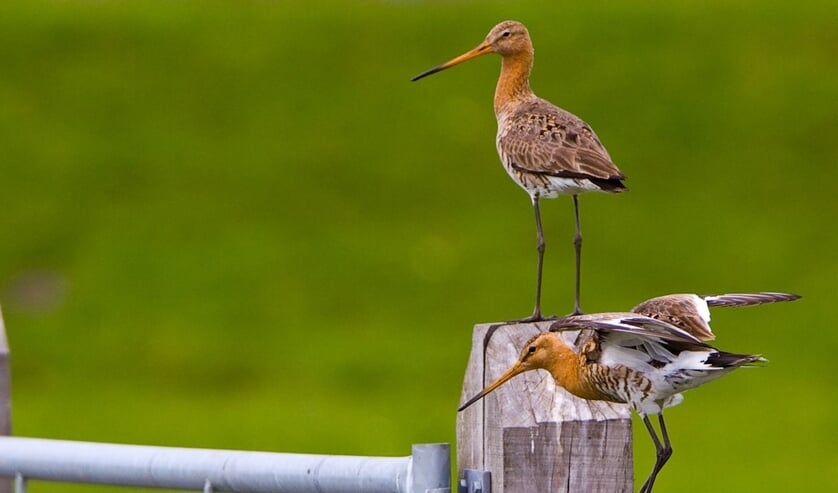 Grutto's op een hek in de polder.