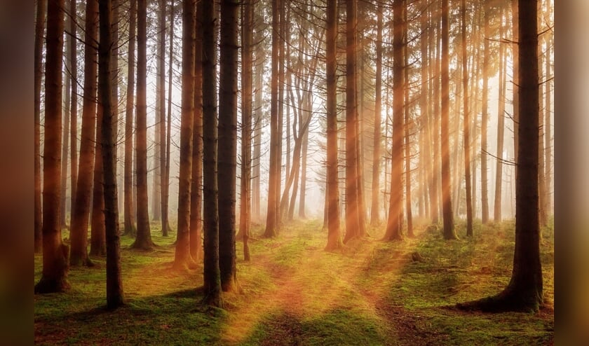Forza wil dat op korte termijn heel veel bomen in Haarlemmermeer worden aangeplant.
