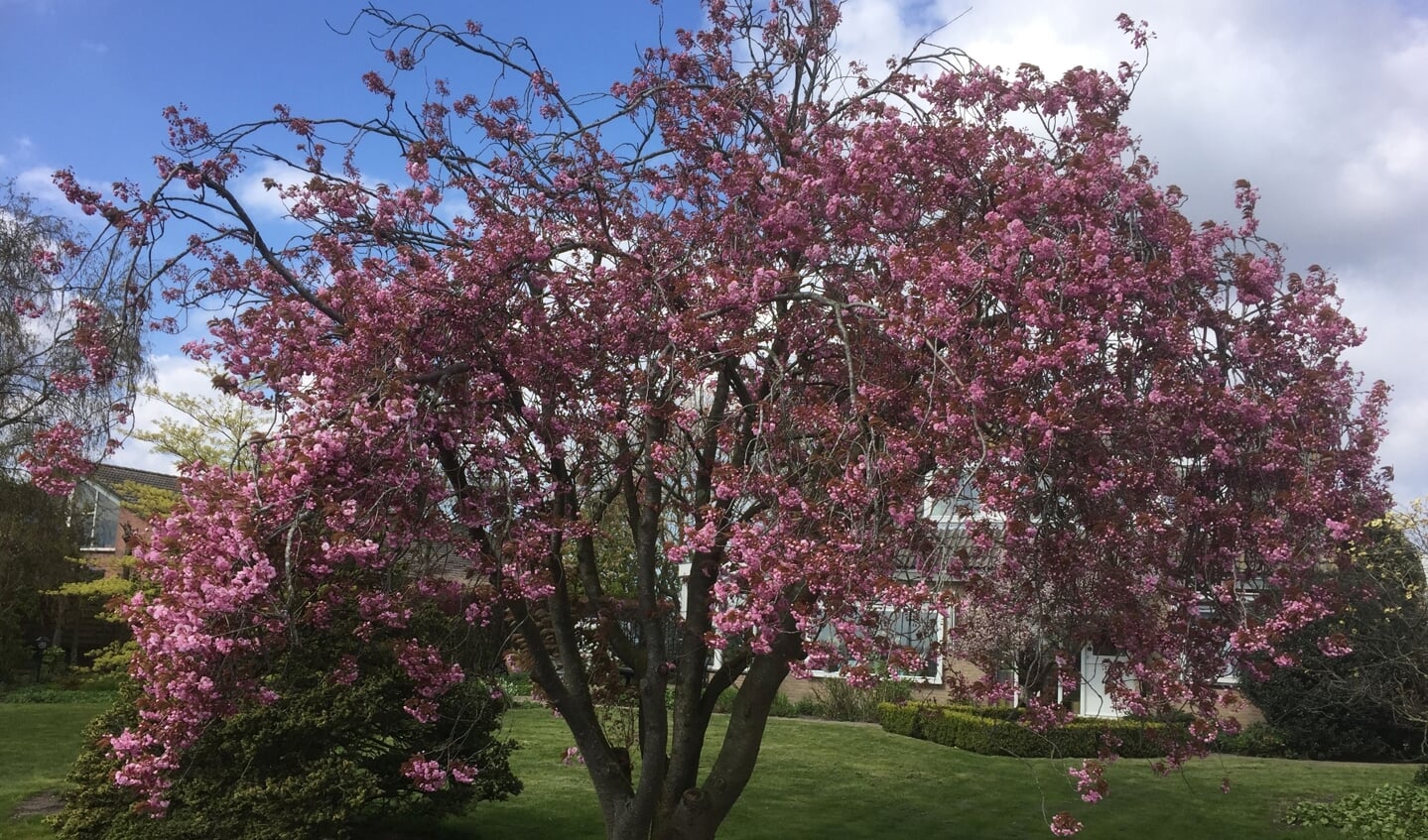 Een lentebloesem vol in bloei. 
